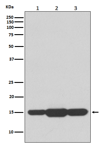 Rabbit Polyclonal Antibody to GABARAPL2