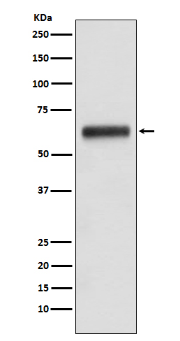 Rabbit Polyclonal Antibody to Human IgG3