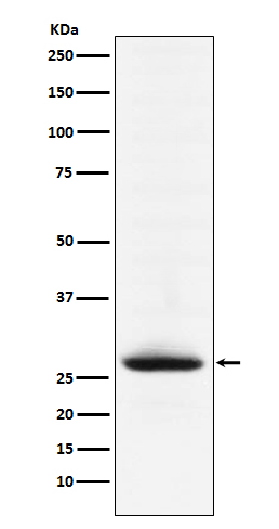 Rabbit Polyclonal Antibody to MOG