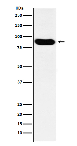 Rabbit Polyclonal Antibody to MCM7