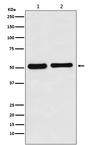 Rabbit Polyclonal Antibody to Fascin