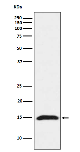 Rabbit Polyclonal Antibody to Fragilis