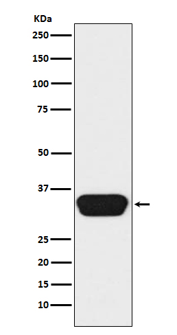 Rabbit Polyclonal Antibody to OTX1/2