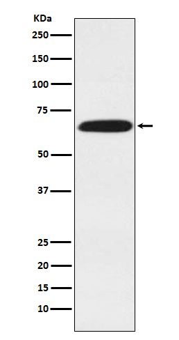 Rabbit Polyclonal Antibody to DDX5