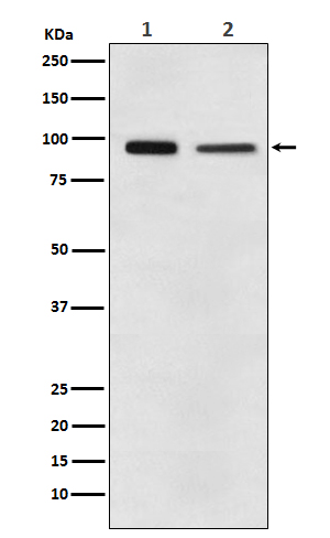 Rabbit Polyclonal Antibody to Elongation factor 2