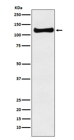 Rabbit Polyclonal Antibody to USP10