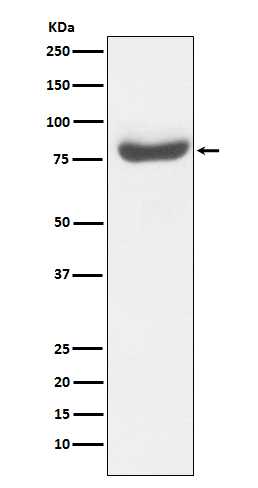 Rabbit Polyclonal Antibody to RAP80