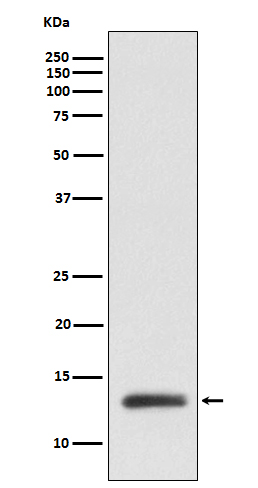 Rabbit Polyclonal Antibody to RBX1