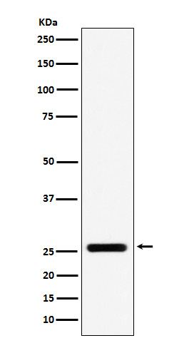 Rabbit Polyclonal Antibody to FADD