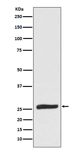 Rabbit Polyclonal Antibody to FADD