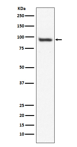 Rabbit Polyclonal Antibody to USP13