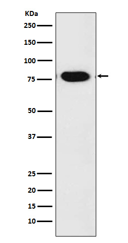 Rabbit Polyclonal Antibody to c-Rel