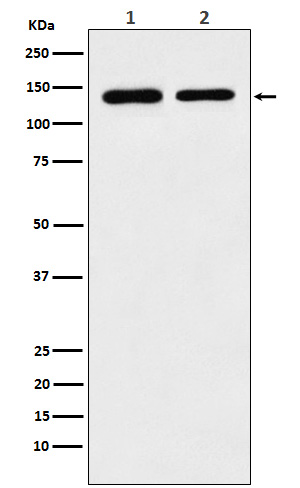 Rabbit Polyclonal Antibody to SA2