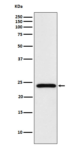 Rabbit Polyclonal Antibody to MAD2L2