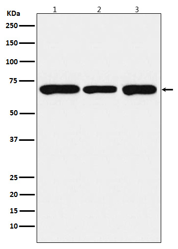 Rabbit Polyclonal Antibody to PCK2