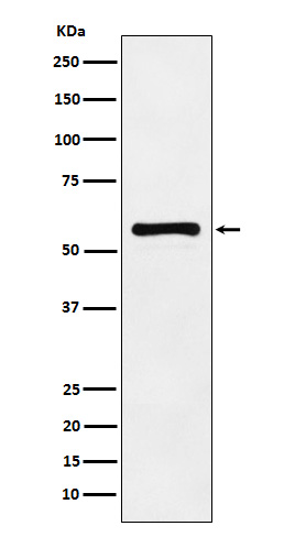 Rabbit Polyclonal Antibody to PAK2