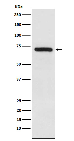 Rabbit Polyclonal Antibody to TRIM25
