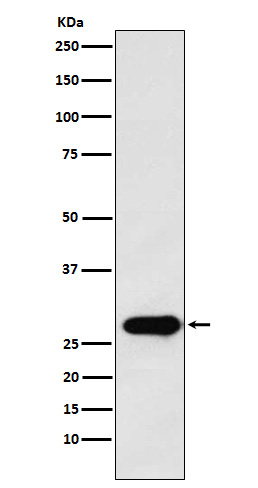 Rabbit Polyclonal Antibody to Securin