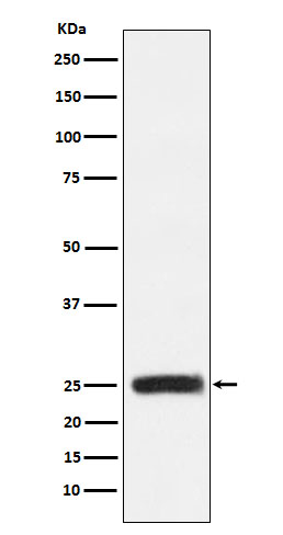 Rabbit Polyclonal Antibody to GRB2
