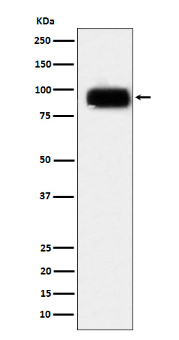 Rabbit Polyclonal Antibody to CD166