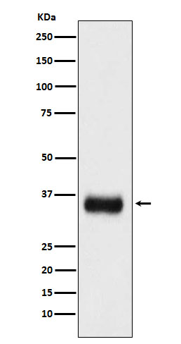 Rabbit Polyclonal Antibody to SF2