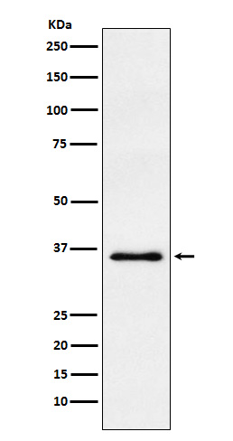 Rabbit Polyclonal Antibody to WDR5