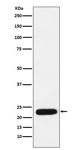 Rabbit Polyclonal Antibody to mtTFA