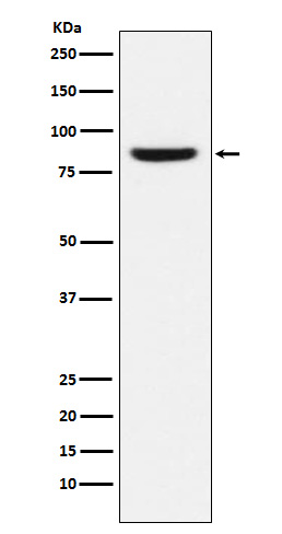 Rabbit Polyclonal Antibody to MCM5