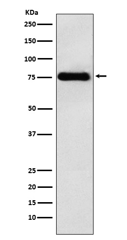 Rabbit Polyclonal Antibody to LYRIC