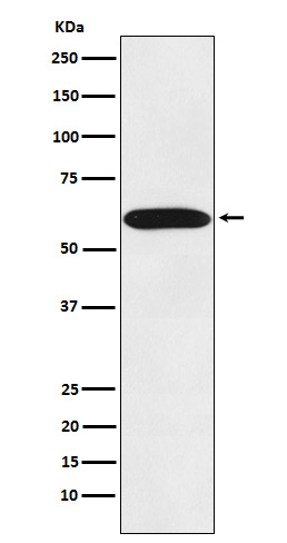 Rabbit Polyclonal Antibody to STIP1