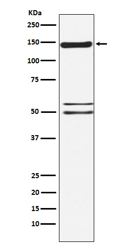Rabbit Polyclonal Antibody to SynGAP