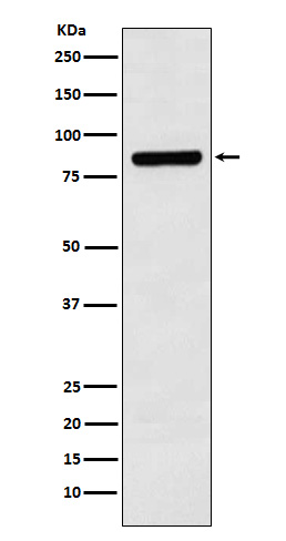 Rabbit Polyclonal Antibody to Cullin 3