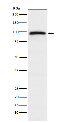 Rabbit Polyclonal Antibody to Epac1