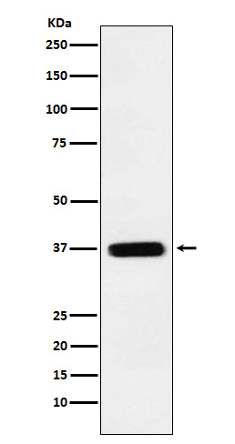 Rabbit Polyclonal Antibody to STING