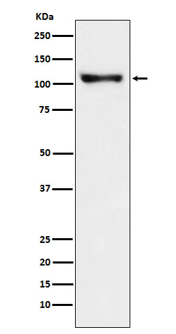 Rabbit Polyclonal Antibody to PSD93