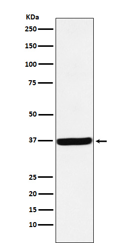 Rabbit Polyclonal Antibody to DDAH1