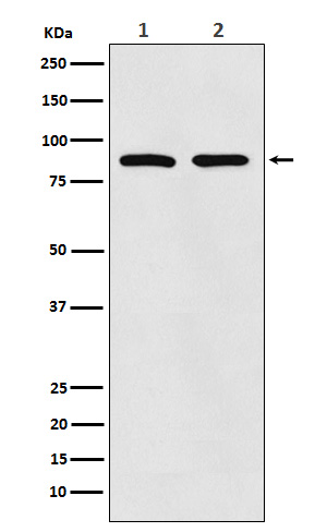 Rabbit Polyclonal Antibody to Thrombopoietin Receptor