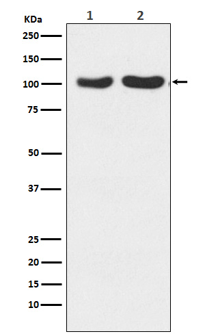 Rabbit Polyclonal Antibody to Glutamate Receptor 2/3