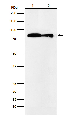Rabbit Polyclonal Antibody to VPS35
