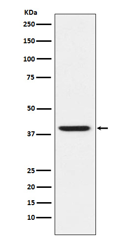 Rabbit Polyclonal Antibody to RING2