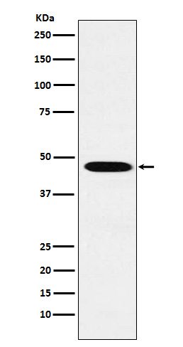 Rabbit Polyclonal Antibody to Wnt2b