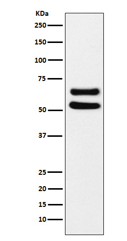 Rabbit Polyclonal Antibody to Ikaros