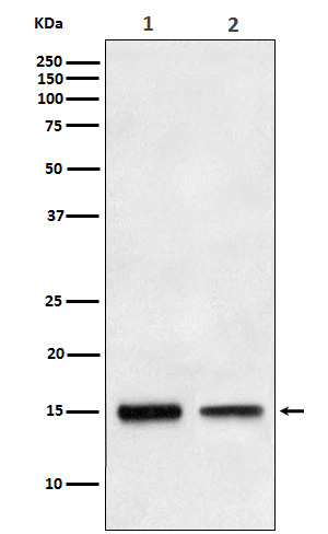 Rabbit Polyclonal Antibody to TGF alpha
