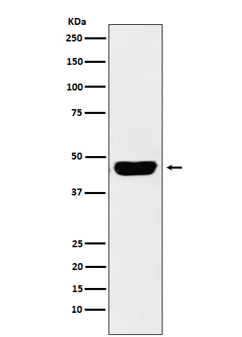 Rabbit Polyclonal Antibody to CD134/OX40L Recepter
