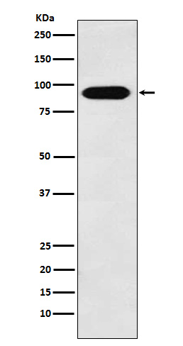 Rabbit Polyclonal Antibody to Cullin 4A