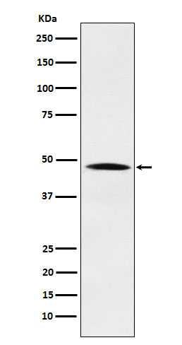 Rabbit Polyclonal Antibody to NCK1