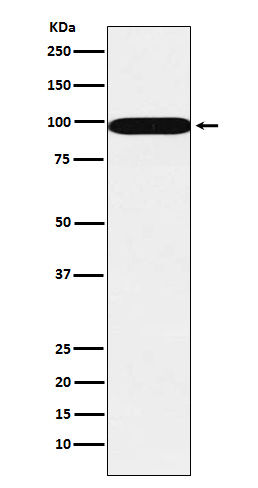 Rabbit Polyclonal Antibody to SFPQ