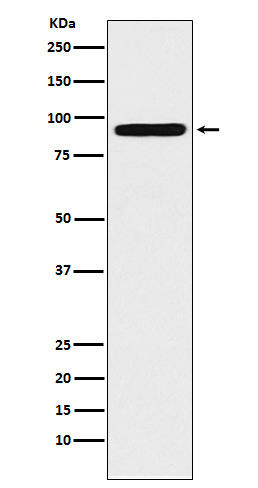 Rabbit Polyclonal Antibody to ALDH1L1