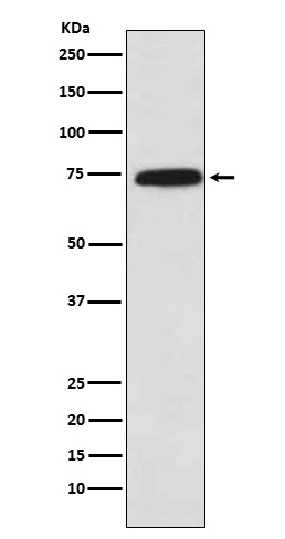 Rabbit Polyclonal Antibody to Cytochrome P450 Reductase