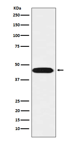 Rabbit Polyclonal Antibody to LIS1